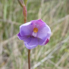 Thelymitra juncifolia