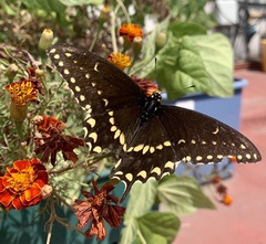 Papilio polyxenes asterius