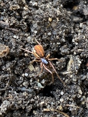 Pachygnatha autumnalis