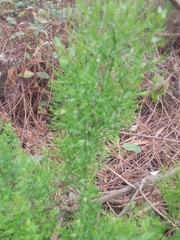 Colletia spinosissima