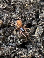 Pachygnatha autumnalis