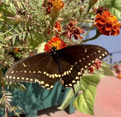 Papilio polyxenes asterius