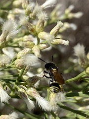 Trachypus mexicanus