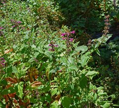Stachys chamissonis cooleyae