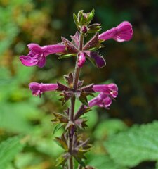 Stachys chamissonis cooleyae