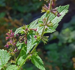 Stachys chamissonis cooleyae