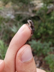 Hyla femoralis