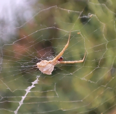 Uloborus walckenaerius