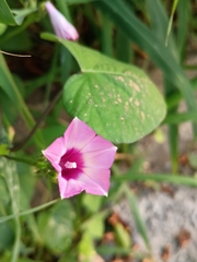 Ipomoea