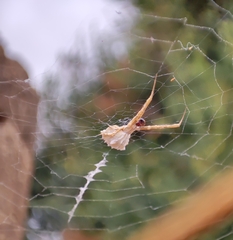 Uloborus walckenaerius