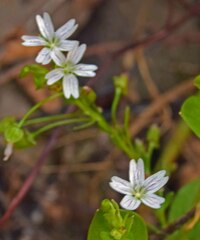 Claytonia
