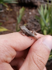 Hyla femoralis