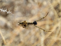 Uloborus walckenaerius