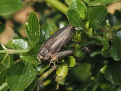 Ectinogonia buquetii