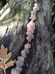 Exidia thuretiana