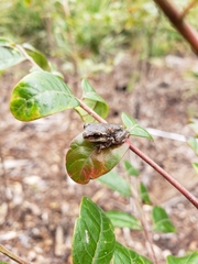 Hyla femoralis