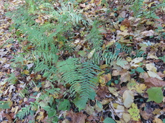 Homalosorus pycnocarpos