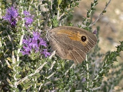 Maniola telmessia