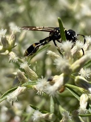 Trachypus mexicanus