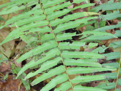 Homalosorus pycnocarpos