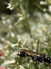 Trachypus mexicanus