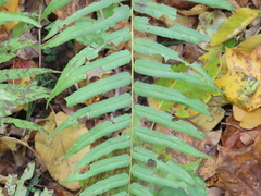 Homalosorus pycnocarpos