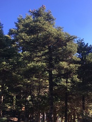 Abies cephalonica