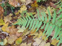 Homalosorus pycnocarpos