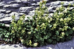 Cochlearia tridactylites