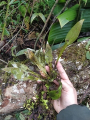 Acianthera sicaria