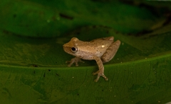 Dendropsophus berthalutzae