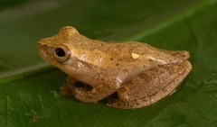 Dendropsophus berthalutzae