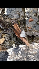 Papilionoidea