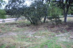 Quercus rotundifolia