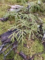 Lycopodium volubile