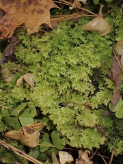 Trichocolea tomentella