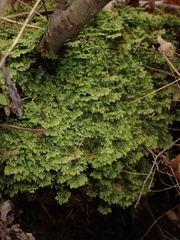 Trichocolea tomentella