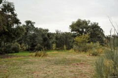 Quercus rotundifolia