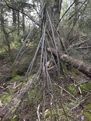 Pseudopanax crassifolius