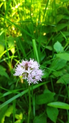 Traunsteinera globosa