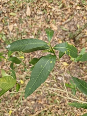Tabernaemontana catharinensis