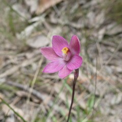 Thelymitra rubra