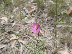 Thelymitra rubra