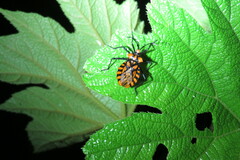 Spartocera pantomima