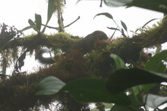 Microsciurus