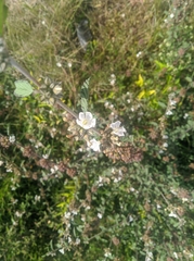 Angiospermae
