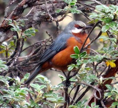 Conirostrum binghami