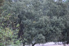 Quercus rotundifolia