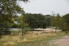 Quercus rotundifolia