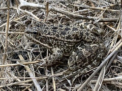 Pelophylax bedriagae